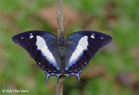 Butterflies Of Singapore Butterflies Galore Blue Nawab