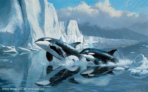 killer orca whale whales amazing hd wallpapers orcas wild most water rich counted stitch cross