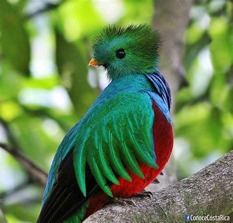 Quetzal Costarica El Quetzal Aves De Compañía Aves