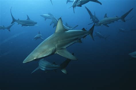 The Most Shark Infested Waters In The World Readers Digest