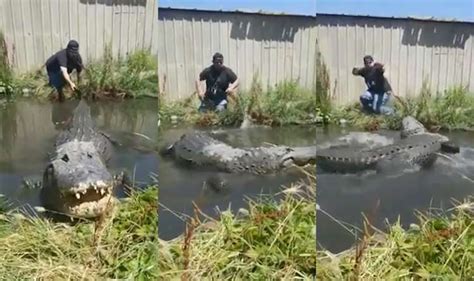 Man Pulls On Sleeping Alligators Tail And Gets Chased By Gator Thrillist
