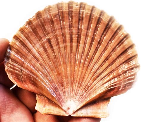Bulk 50 Beautiful Mexican Flat Scallops Shells Seashells