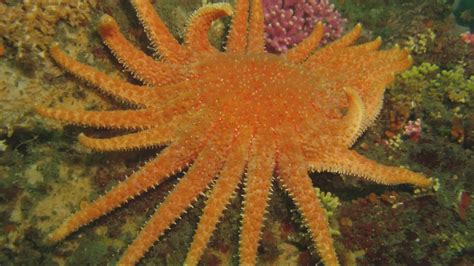 Oregons Sunflower Sea Stars Are Nearly Extinct