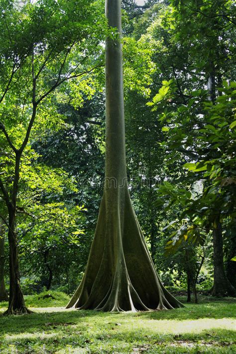 Big Tall Green Bark Of A Tree Growing In The Forest Stock Image