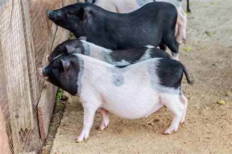 Herd Of Pigs At Pig Breeding Farm Stock Image Image Of Farming Life