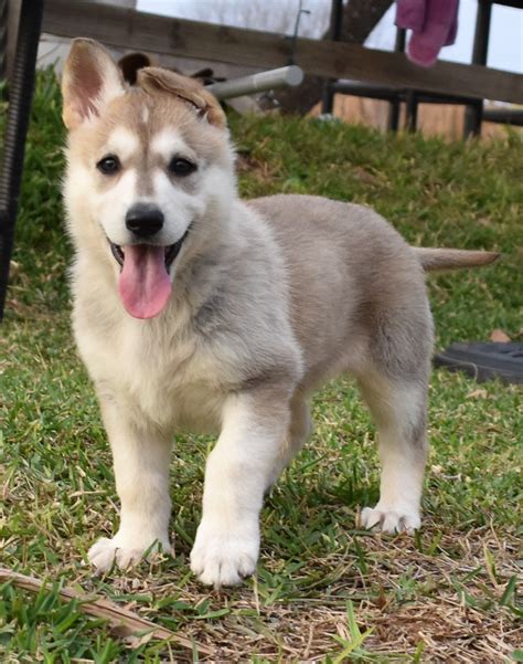 wolf mask sable german shepherd