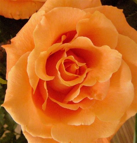 The color was ok for pumpkins or i had no idea there were so many wonderful roses in all shades of peach, apricot, melon and orange. Here's an orange one! | Rose, Orange roses, Peach roses