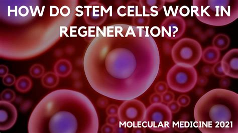 How Do Stem Cells Work In Regeneration