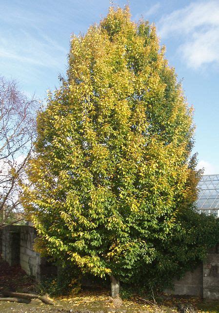 Carpinus Betulus Fastigiatus Ornamental Trees Fall Plants Plant