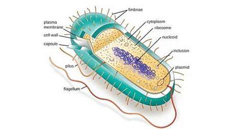 Prokaryotic Cells Prokaryotes Definition Structure Parts Examples