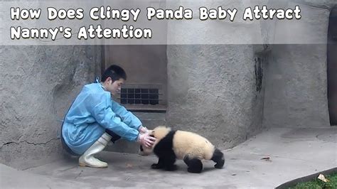 How Does Clingy Panda Baby Attract Nannys Attention Ipanda Youtube