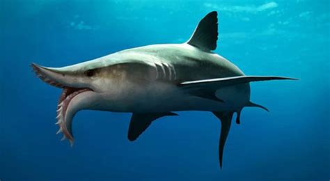 10 Weirdest Sharks In The World And Top 5 Weirdest Extinct Sharks