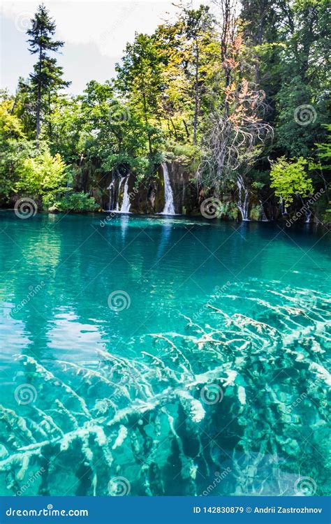 Flooded Tree In The Turquoise Waters Of Lake Forest Plitvice National