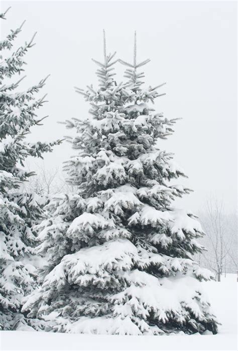 Fir Tree Covered With Snow Stock Image Image Of Tranquil 16040825