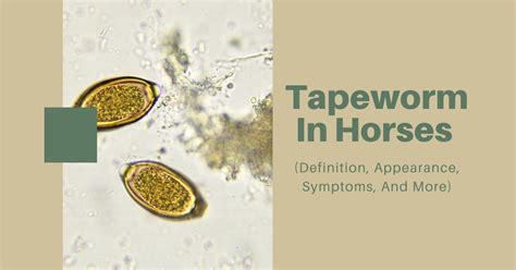 Tapeworm In Horses Definition Appearance Symptoms And More The