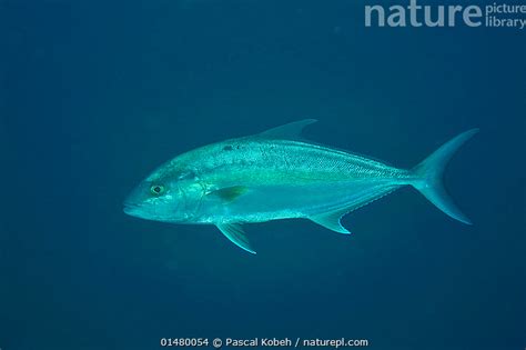 Stock Photo Of Greater Amberjack Seriola Dumerili Swimming In Open