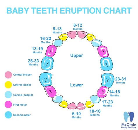 Pearl dental nyc blog baby teeth eruption chart. Top four baby teeth myths busted - McOmie Family Dentistry