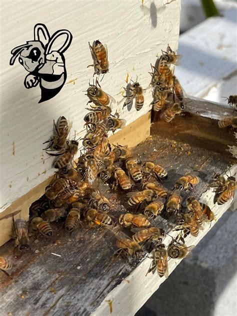 Bee Removal Boca Raton Free Bee Removal Quotes