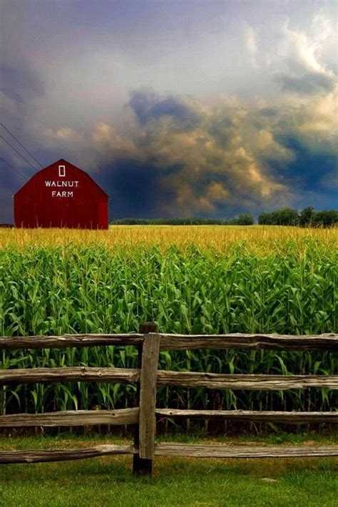 Kamu bisa menyimpan gambar ini secara gratis. Wallpaper Pemandangan Rumput Ilalang | Stok Wallpaper