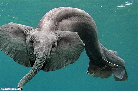 Elephant Fish Photoshopped Animals Animal Mashups Fake Animals