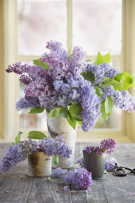 In The Language Of Flowers Purple Lilacs Are The Symbol Of First Love