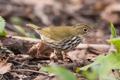 Ovenbirds Stock Photos Pictures And Royalty Free Images Istock