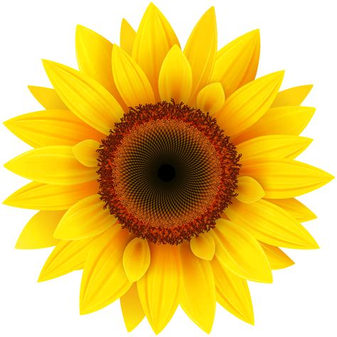 Download Sunflower Transparent Image Hq Png Image Freepngimg