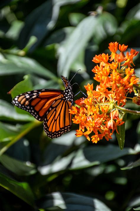Monarch Butterfly Habitat — Heritage Garden