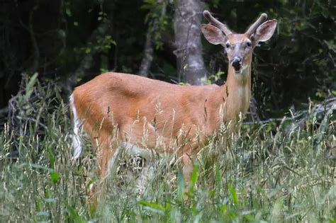 What Does A White Tailed Deer Eat White Tailed Deer Diet World Deer