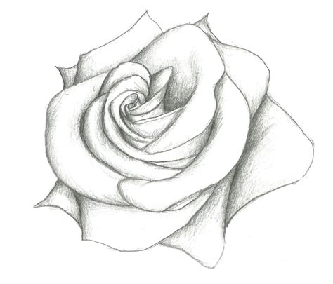 Shaded Rose Drawing At Getdrawings Free Download
