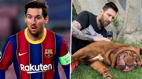 Lionel messi's dog is called hulk (sometimes senor hulk) and it is definitely a fitting name considering the sheer size of the animal. Lionel Messi's dog: What breed it is, name and pictures ...