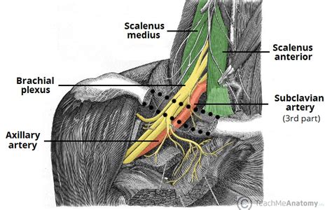 Subclavian Artery Cadaver Neck