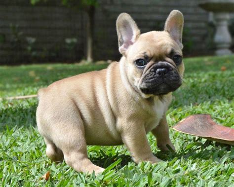 The french bulldog has a short, smooth, and fine coat. French Bulldog Breeding - Facts You Ought To Understand ...