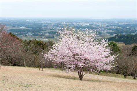 The genus has a largely northern. Sakura and the Kanto Plain | Wunkai | Flickr