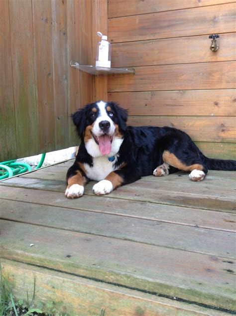 Jetty My 6 Month Old Bernese Mountain Dog Puppy She Has One Blue Eye