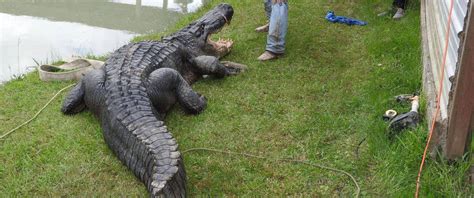 Largest Alligator Ever In Texas Caught Alive
