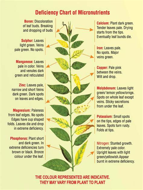 Signs And Symptoms Of Plant Diseases Plantinfo