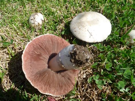 Identifying A Field Mushroom Stuffed Mushrooms Wild Mushrooms