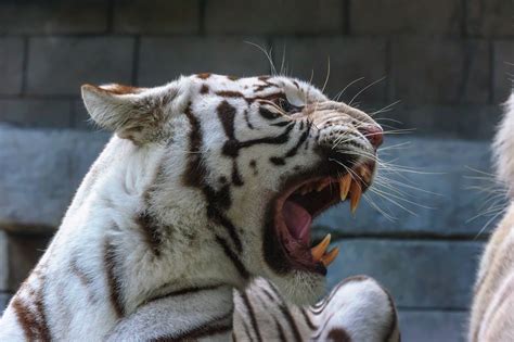 White Tiger Tiger Wild Cat Predator Face Mouth Teeth Teeth