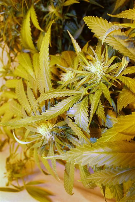 All Pictures Of Big Bud Sensi Seeds Into The Strain Gallery Page No3