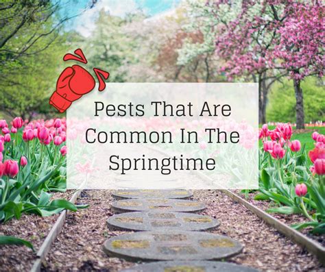 Blog Pests That Are Common In The Springtime Knockout