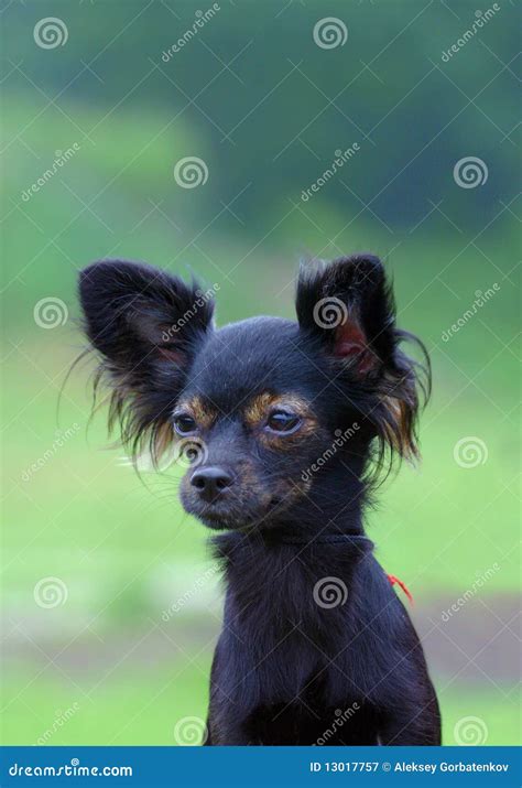 Black Chihuahua Dog Stock Image Image Of Casual Pets 13017757