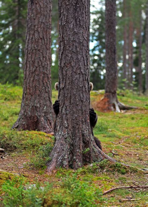 Peek A Bear Photos Of Bear Cubs Playing Hide And Seek Will Make You Smile