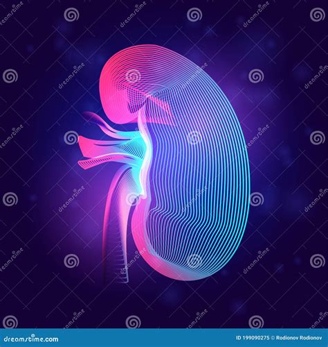 Human Kidney Abstract Background Stock Illustrations 2778 Human