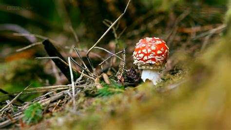 Asadal Bbc The Magic Of Mushrooms 2014