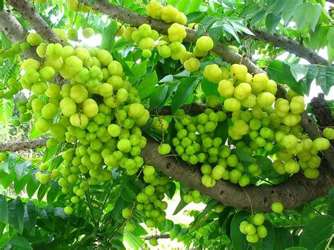 112 free vector graphics of fruit tree. Xing Fu: MALAY GOOSEBERRY