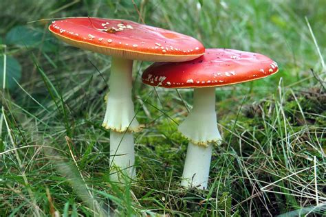 5 Common Lawn Mushroom Species In Uk Identify Garden Fungi