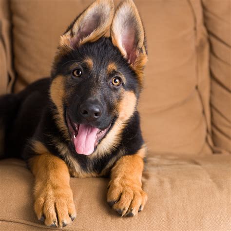 German shepherds are most often abandoned when they are six months old and is a german shepherd puppy right for you? 4 Ways to Make Your New Pet Immediately Feel at Home ...