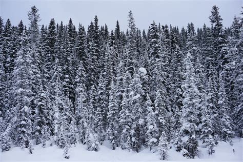 Snow Covered Pine Trees During Day Photo Free Banff Image On Unsplash