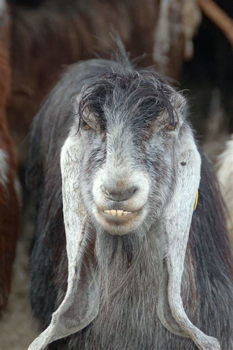 22 Goats Smiling At You Animal Humour Cute Little Animals Goats